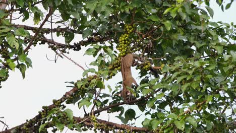 visto ocupado buscando una fruta y luego salta a otra rama para encontrar más comida, civeta de palma de tres rayas arctogalidia trivirgata, tailandia