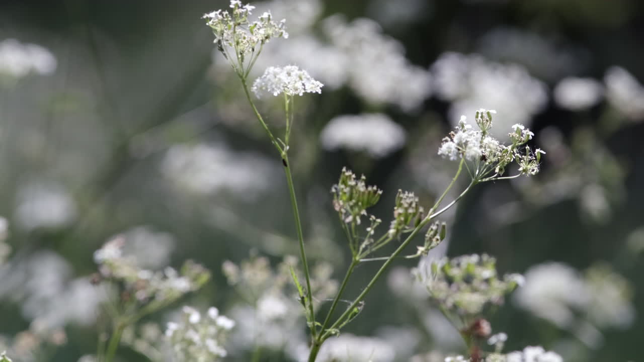 Pure white wild Cow Parsley blowing in the wind growing in a hedgerow, Worcestershire, England.