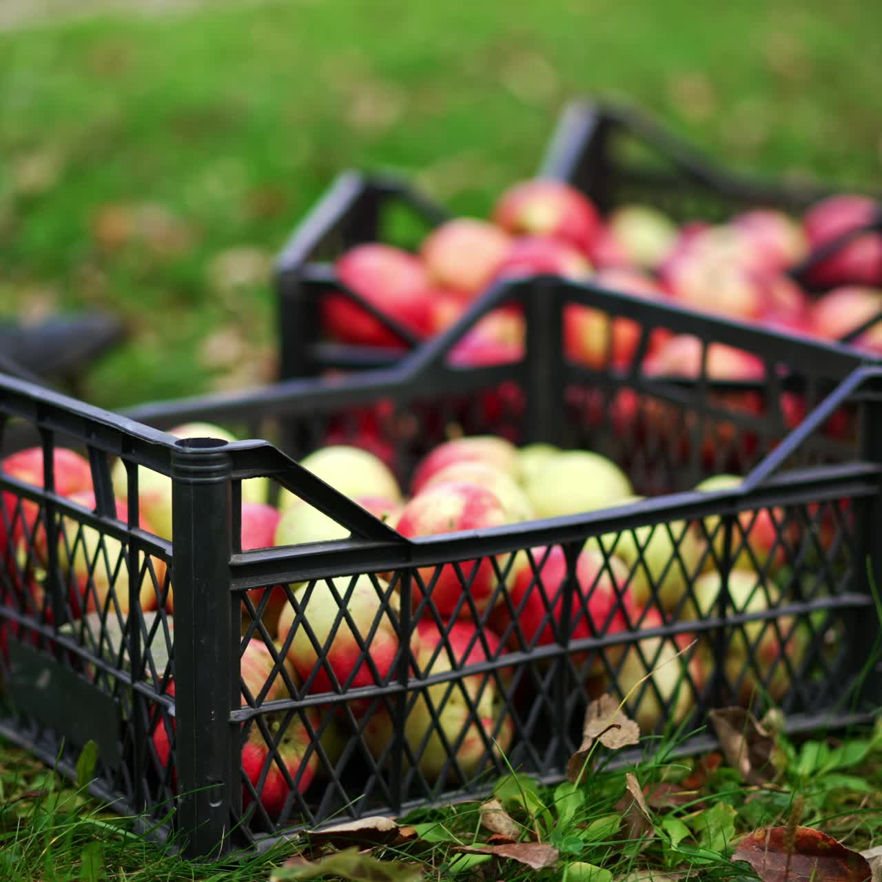 Freshly picked ripe red apples put into boxes. Unrecognized old man brings one more box and leaves it on the ground. Blurred backdrop