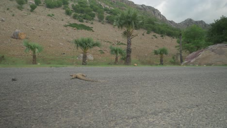 dead lizard on a road in a mountainous area