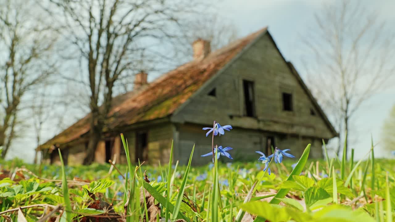 Low angle of blue wildflowers near abandoned farmhouse in Latvian countryside