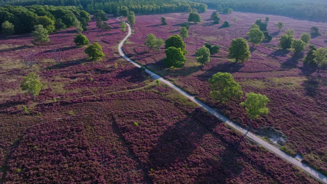 Heather Landscape with Trees and Path