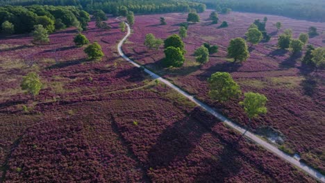 heather landscape with trees and path