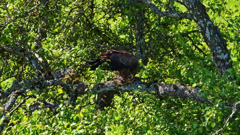 eagle eating on the remains of a prey on a tree branch