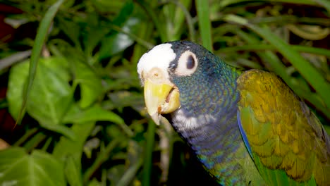 White-capped-pionus-parrot-eating-an-almond-with-green-plants-in-the-background---close-up
