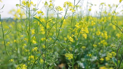 Mustard-flowers.-Mustard-–-mystical-flower-of-happiness-and-health.