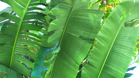 Hojas-De-Plátano-Tropical-Moviéndose-Con-Un-Viento-Ligero-En-Marbella-España