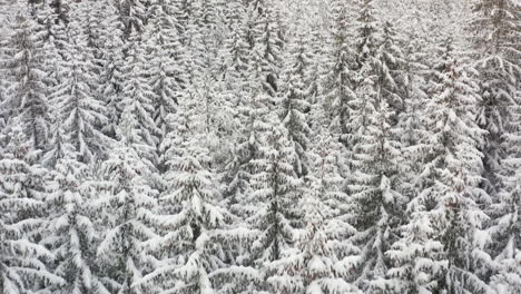 flying over a fir tree forest covered in thick snow