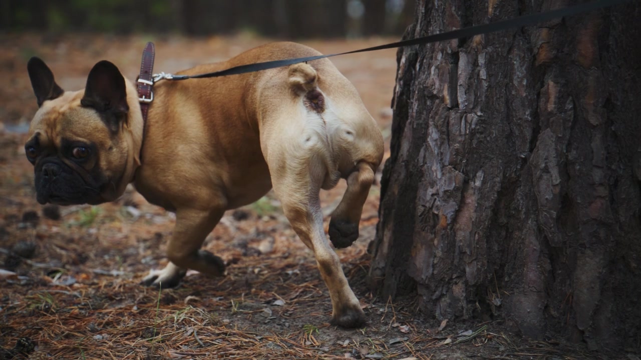 En fawnfarget fransk bulldog står nær en trestamme. Hundens hale krøller seg opp mens den løfter benet for å markere territorium. Den har på seg bånd og sele, og går i et skogkledd område