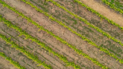 drone volando sobre vides en verano