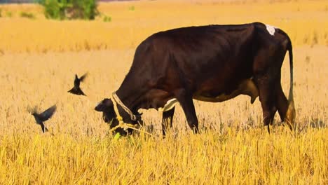 pájaros drongo posados en la espalda de una vaca negra pastando en un campo de cereal sin riego