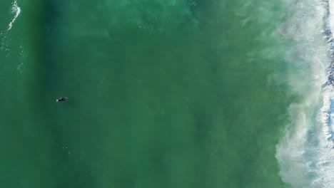 Tiro-Vertical-De-Una-Persona-Nadando-Con-Tabla-De-Surf-En-Aguas-Turquesas-De-La-Playa-De-Blouberg-En-Ciudad-Del-Cabo,-Sudáfrica