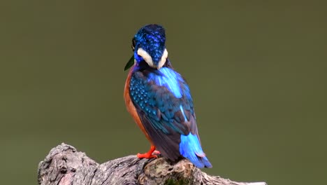 el martín pescador de orejas azules es un pequeño martín pescador que se encuentra en tailandia y es buscado por los fotógrafos de aves debido a sus hermosas orejas azules, ya que es una pequeña, linda y esponjosa bola de plumas azules de un pájaro