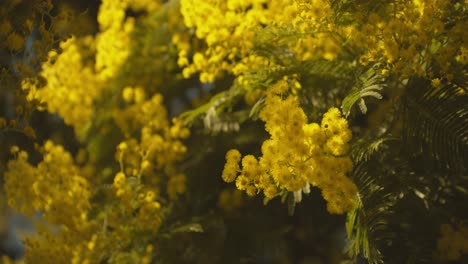 mimosa scabrella and its golden yellow blooms