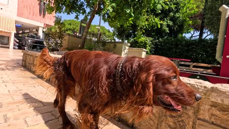 a man walks his dog in monte carlo