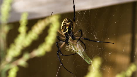 Una-Visión-Más-Cercana-De-La-Araña-De-Jardín-Amarilla-En-Fayetteville,-Arkansas