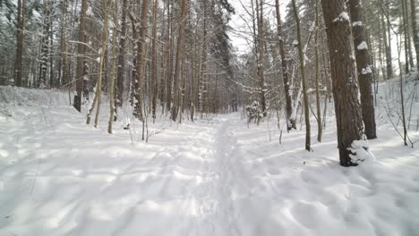 Paralax-Shot-of-Winter-Snow-Covered-Pine-Forest-in-Frozen-Landscape