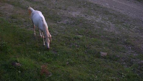 un caballo blanco pasta en un campo y come hierba. mascotas en el pastoreo libre. agricultura y pastoreo.