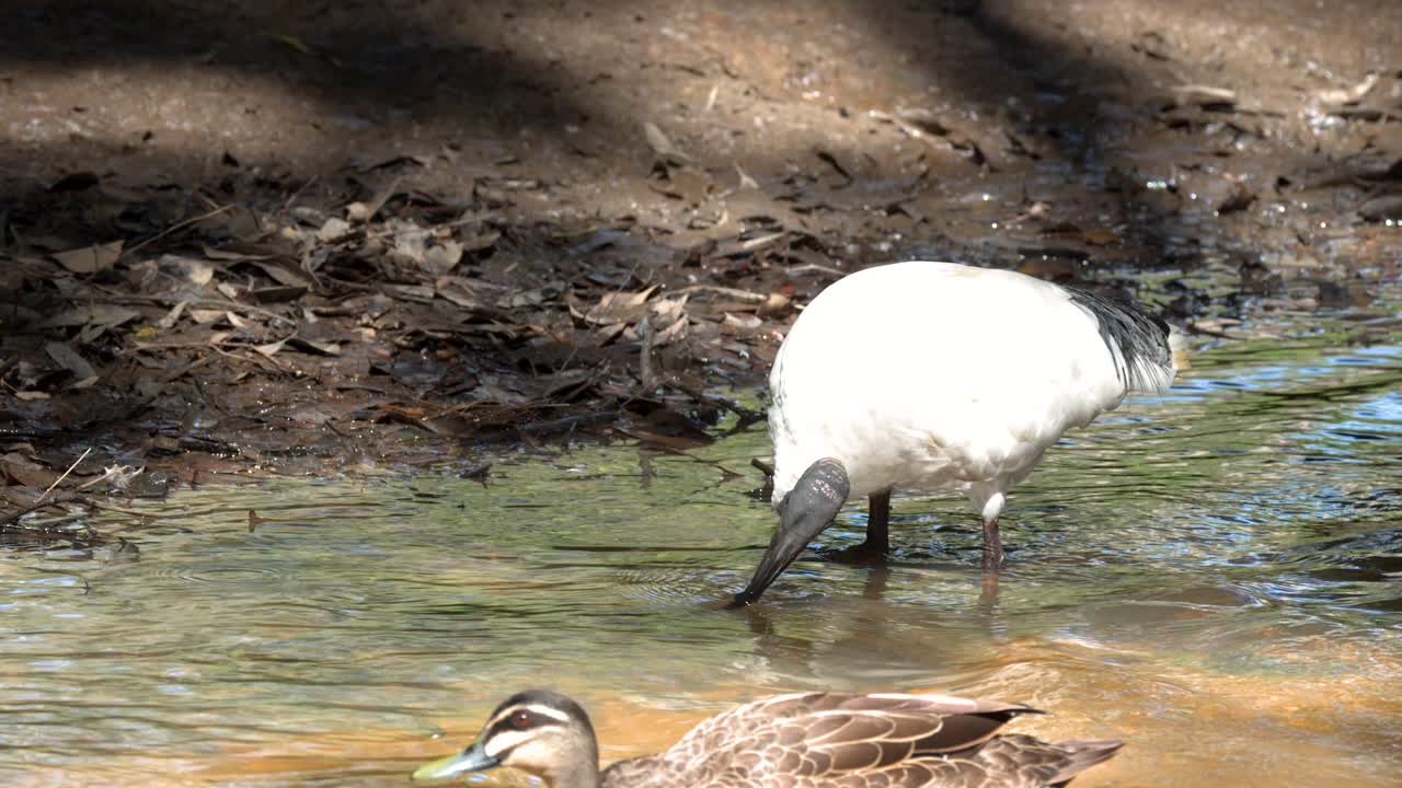 Un ibis bianco australiano e un'anatra nera del Pacifico cercano cibo lungo una sponda soleggiata del fiume