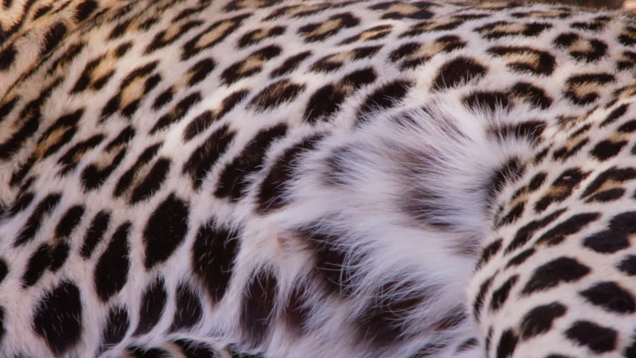 Leopardo deitado de bruços em uma rocha na savana ao meio-dia.
