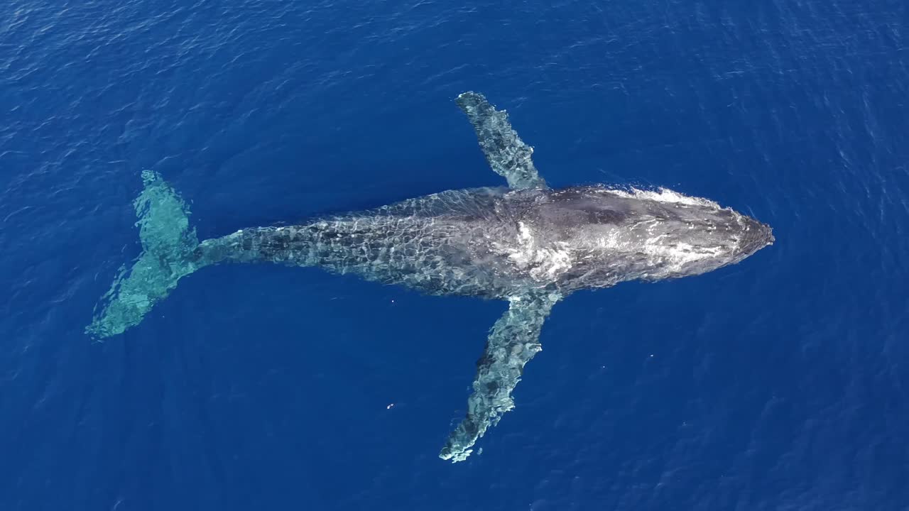 4K CGI aerial footage of humpback whale fin slapping in Hawaii—ideal for showcasing stunning marine behavior, ocean wildlife, and conservation themes.
