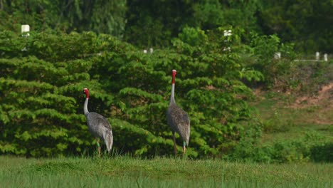 two individuals walking and then one jumps and danced as its mating ritual, sarus crane, antigone antigone, buriram, thailand