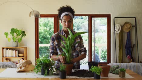 mixed race woman transplanting plants in pot at home