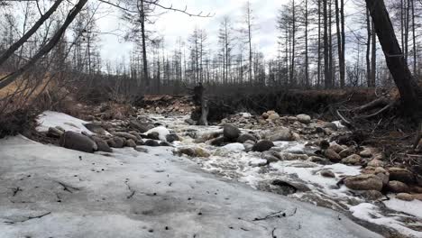 A-spring-stream-of-water-in-the-forest,-bringing-life-and-movement-to-nature