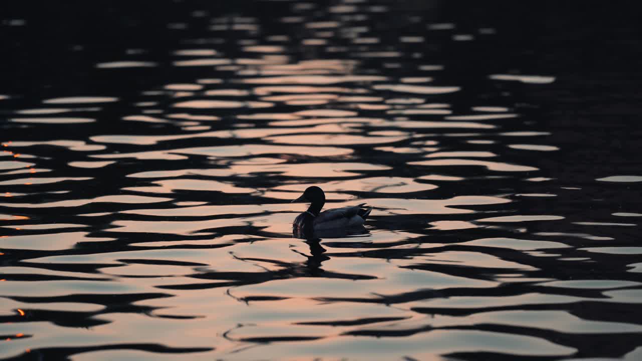 일몰 동안 캐나다 퀘벡에 있는 국가 호수의 졸졸 흐르는 물에서 오리의 실루엣이 수영합니다