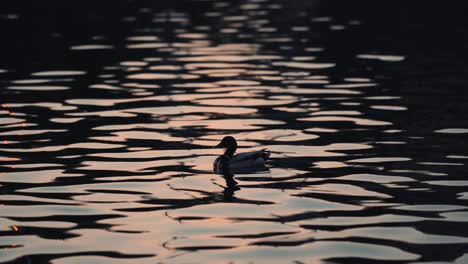 Die-Silhouette-Der-Ente-Schwimmt-Auf-Dem-Plätschernden-Wasser-Am-See-Der-Nationen-In-Quebec,-Kanada-Während-Des-Sonnenuntergangs