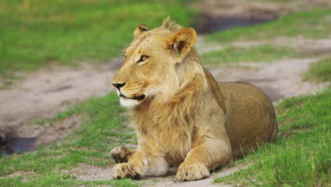 León-Joven-Acostado-En-Pastizales-En-La-Reserva-De-Caza-De-Moremi,-Botswana