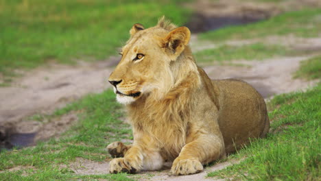 young lion lying on grassland in moremi game reserve, botswana