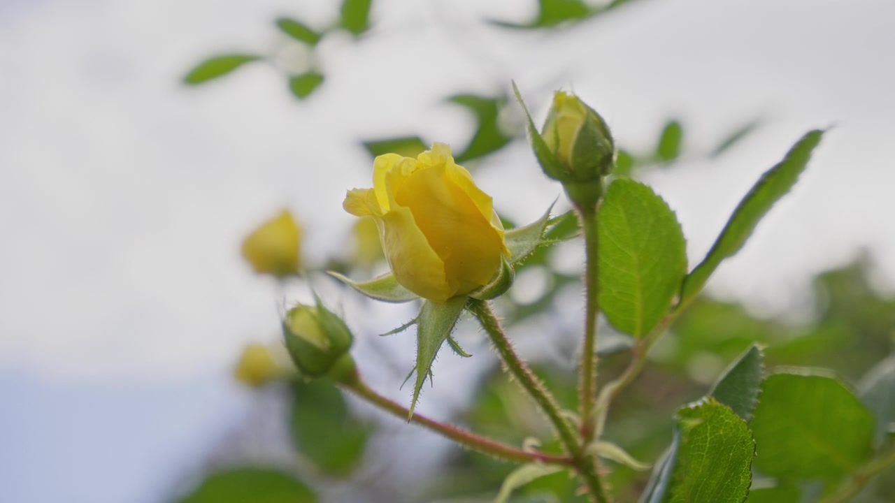 A single yellow rose bud slowly opens on a slender thorny stem surrounded by fresh green leaves and tiny buds, set against a pale soft focus background, capturing the delicate fragile natural beauty a