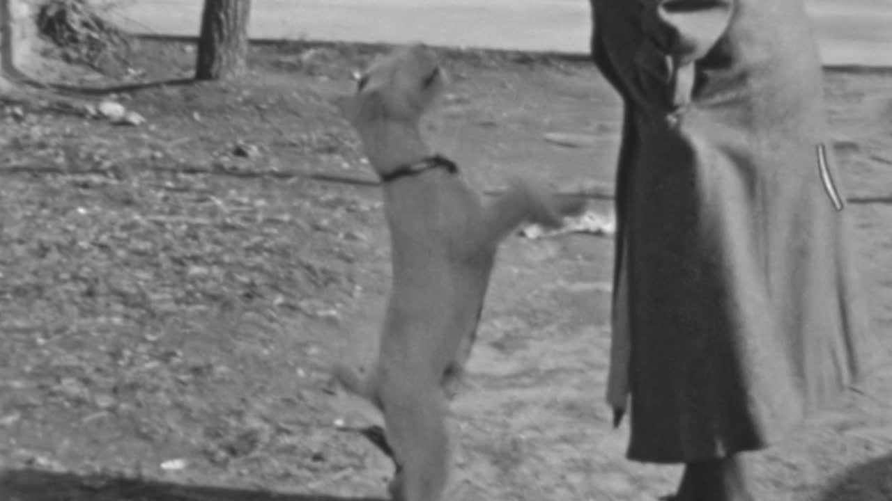 Cane Fox Terrier a pelo duro salta e si appoggia con le zampe sulle gambe del suo padrone