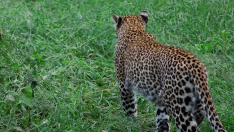 leopard in grassy area