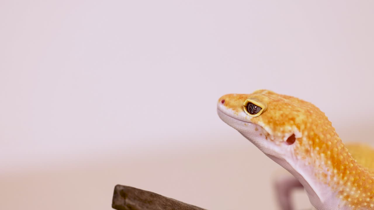 A leopard gecko moves along a branch in a well-lit, close-up shot, highlighting its vibrant colors and textures