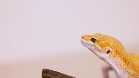 a leopard gecko moves along a branch in a well-lit, close-up shot, highlighting its vibrant colors and textures