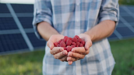 farmer's hands with a handful of fresh raspberries, solar panels in the background