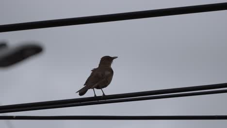 pájaro graznando en el cable telefónico