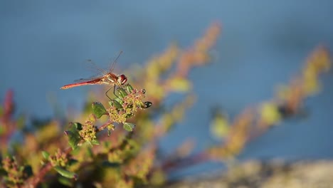 libelle auf einer pflanze in der natur