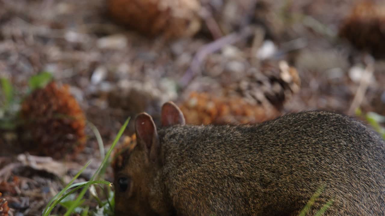 primer plano: adorable ardilla gris comiendo nueces en el suelo del bosque desenfocado