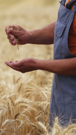 farmer checks dry wheat in field. unrecognizible worker in golden field. vertical video