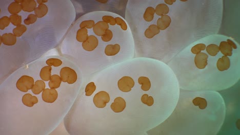 bubble coral super close up macro underwater shot