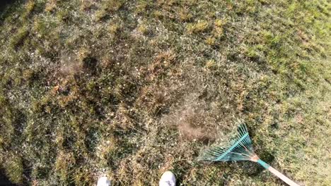 slow motion - male raking grass in a recently mowed front lawn