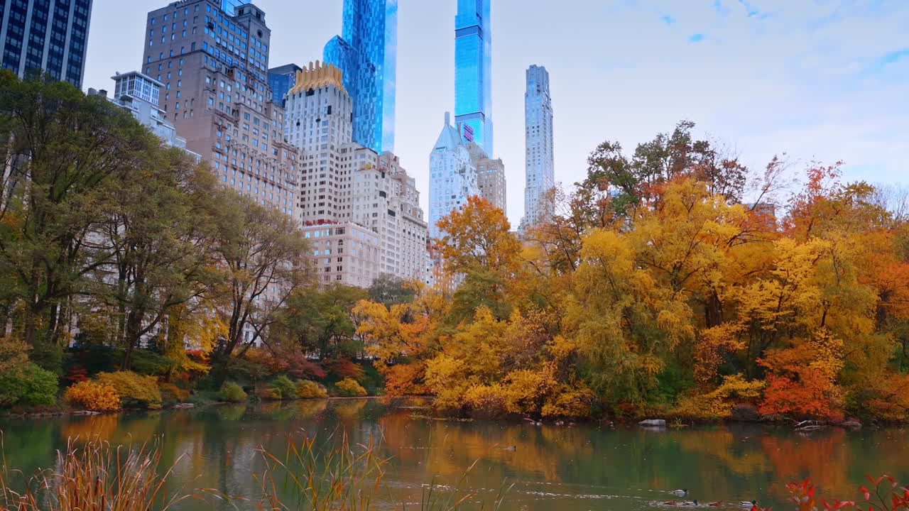New York, USA, 2 dicembre 2025: Anatre adorabili nuotano nello stagno circondato da alberi colorati. Autunno a Central Park, New York, USA.