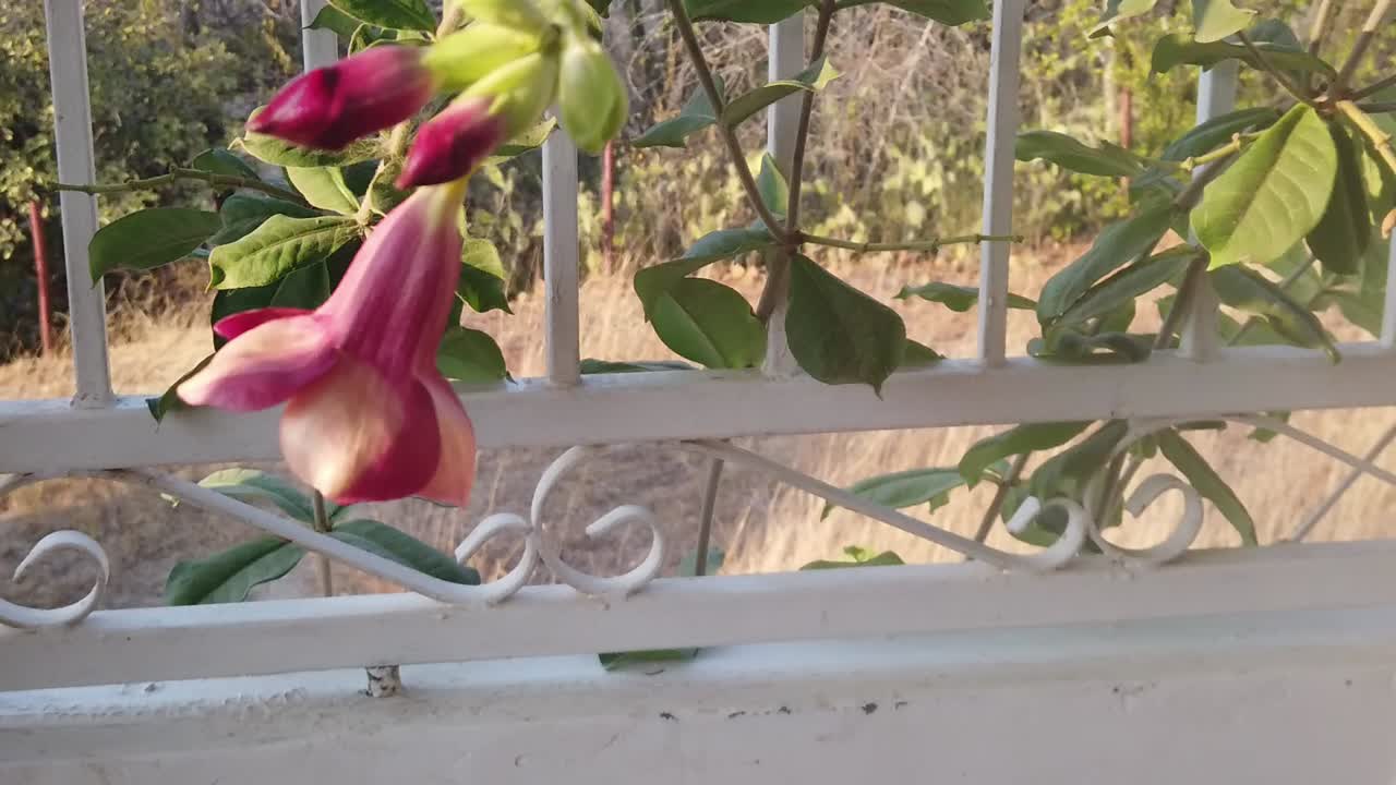 현관에 외로운 꽃