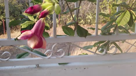 flor solitaria en el porche