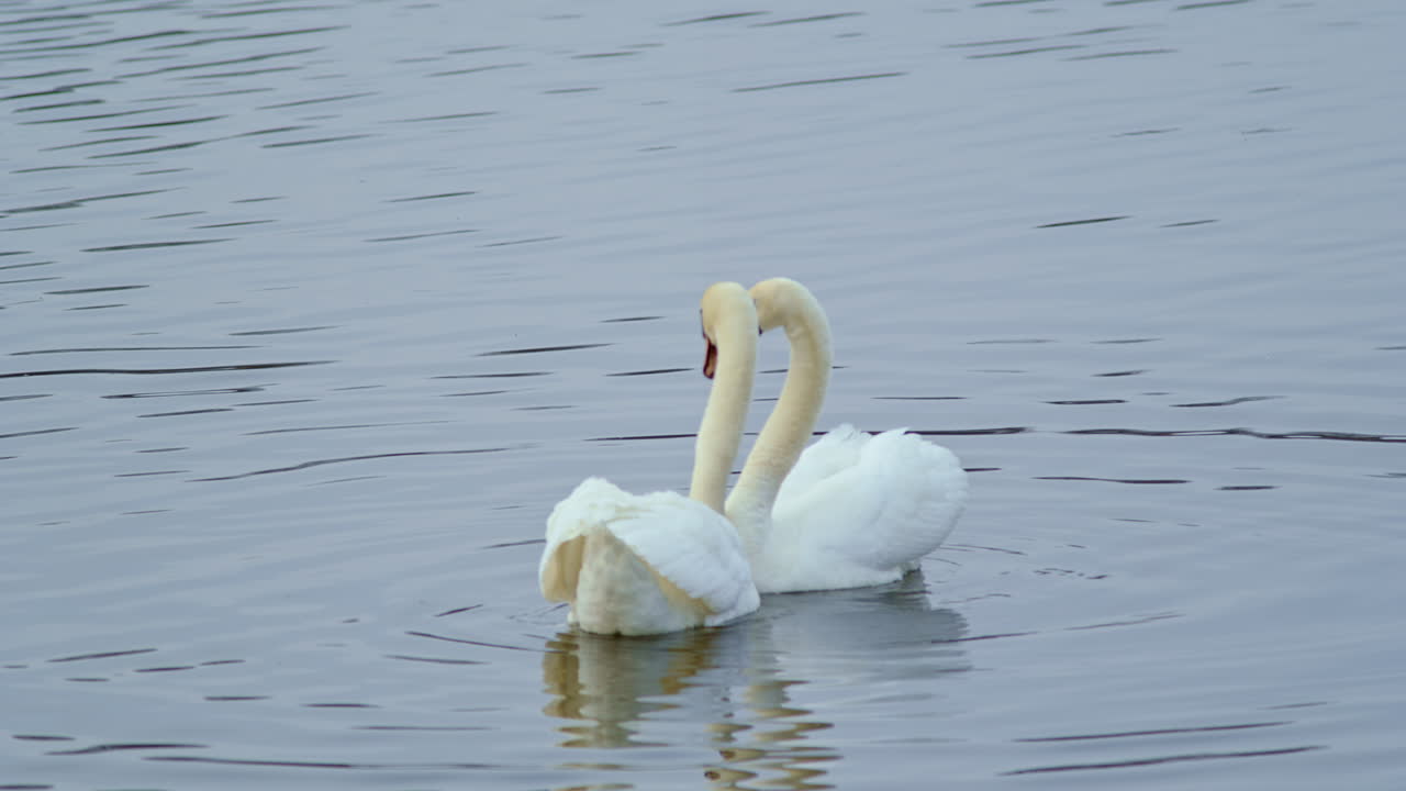 Slow motion shot of of swans on a pond at dawn