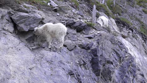 young female mountain goat walking on rocks in the canadian rockies