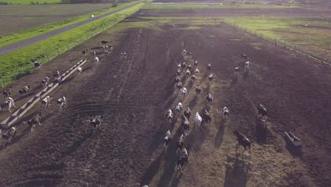 herd of cows on flat farming land on golden hour sun, drone aerial view of livestock farm in countryside of argentina